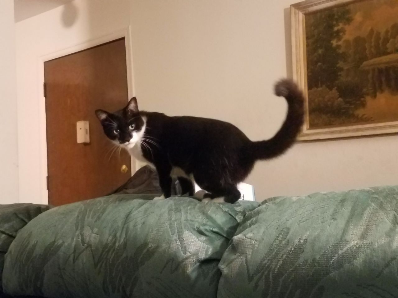 a lanky black and white tuxedo cat is standing on top of a couch, perpendicular to the camera. her face is towards the camera, and her eyes face stage left