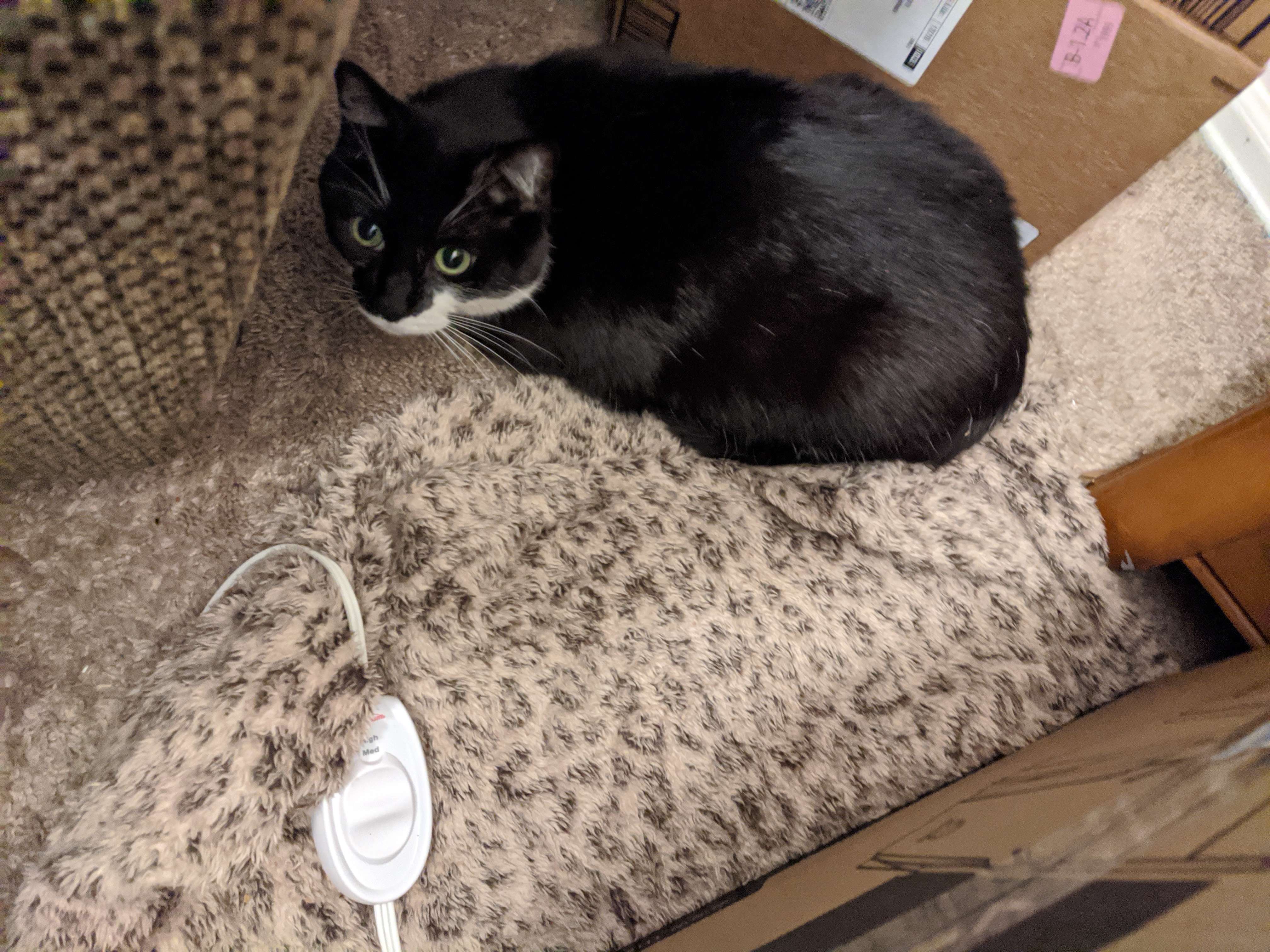 she is hiding behind a big recliner. she looks especially like a rodent here